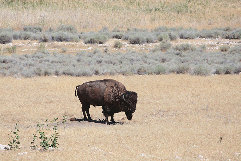 Bison : Antelope Island : Utah : Landscape Photos : Richard Moore : Photographer